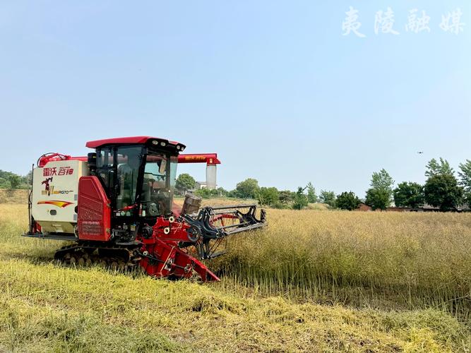 夷陵:推广油菜分段机收减损技术